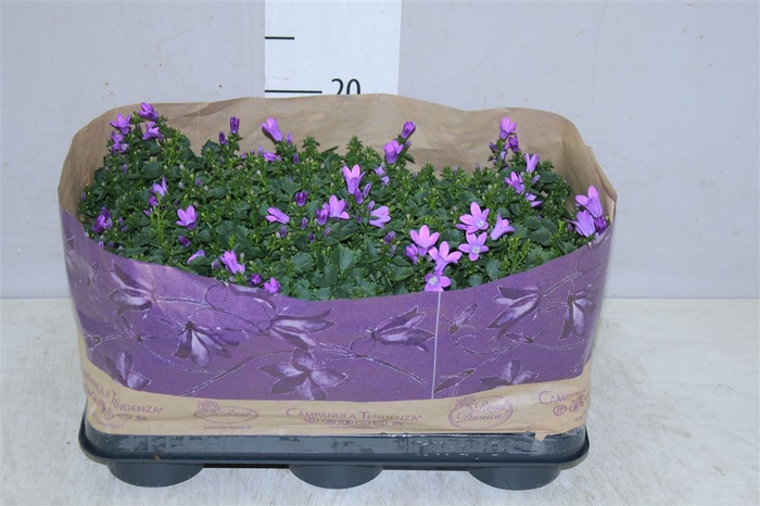 <h4>Campanula Port Blueone</h4>