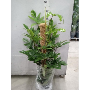 Philodendron pedatum