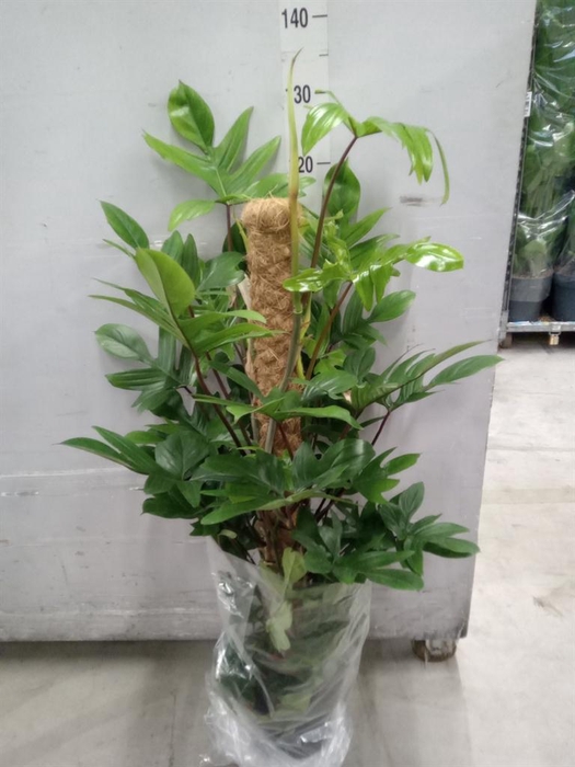 <h4>Philodendron pedatum</h4>