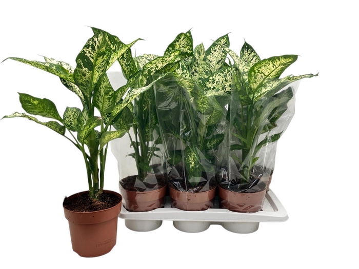 <h4>DIEFF COMPACTA</h4>