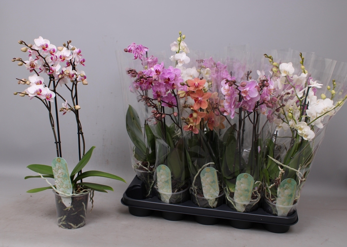 <h4>PHAL MF GEM 7 KL</h4>