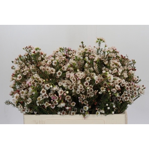 Chamelaucium uncinatum 'Ziv'