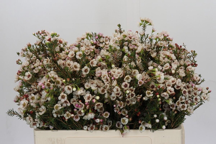 <h4>Chamelaucium uncinatum 'Ziv'</h4>