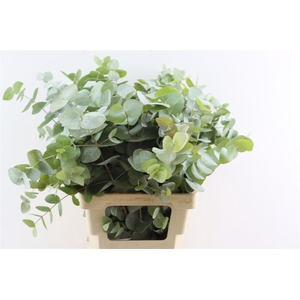 Euca Cinerea 65 Cm P Bunch (x5 Stem)