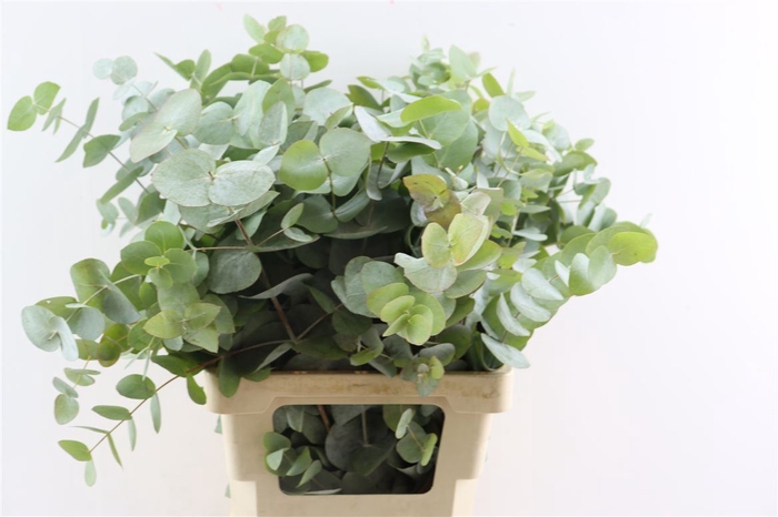 <h4>Euca Cinerea 65 Cm P Bunch (x5 Stem)</h4>
