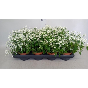 Euphorbia  'Loreen Compact White'