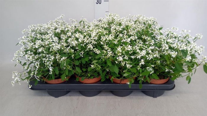 <h4>Euphorbia  'Loreen Compact White'</h4>