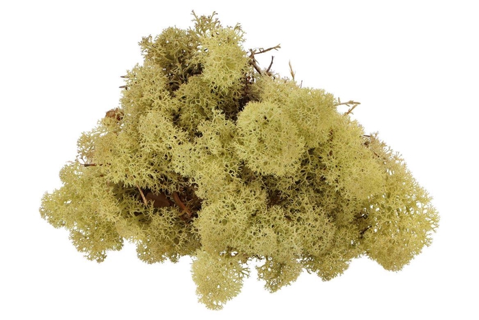 <h4>Mos Iceland Oudgroen 500 Gram</h4>