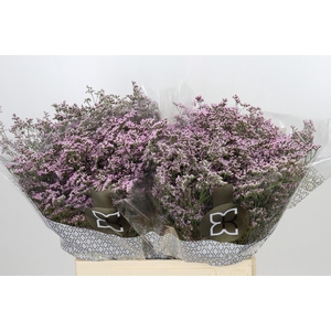Limonium ov Safora Oshi Pink