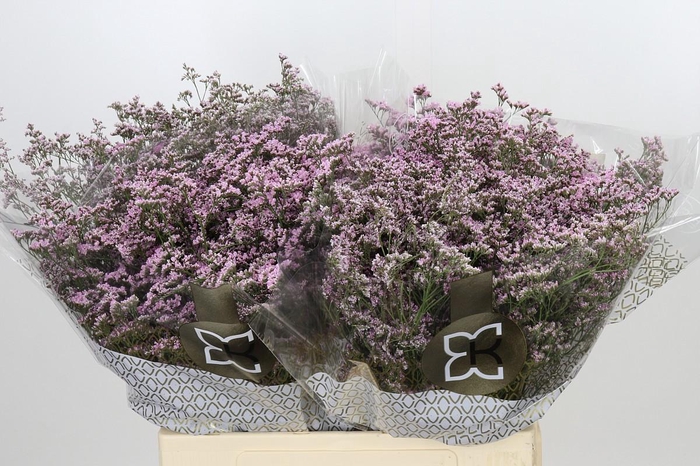<h4>Limonium ov Safora Oshi Pink</h4>
