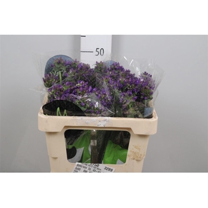 Camp Glom Benova Blue