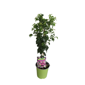 Stam 19cm Bougainvillea