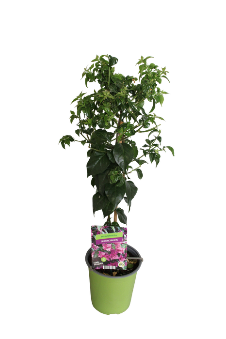 <h4>Stam 19cm Bougainvillea</h4>