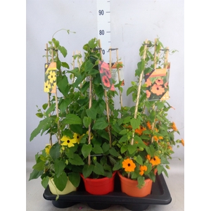 Thunbergia   ...mix 3