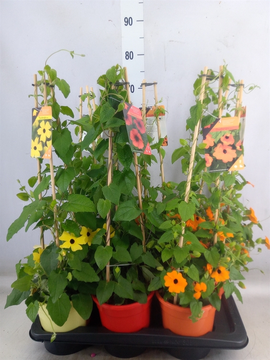 <h4>Thunbergia   ...mix 3</h4>