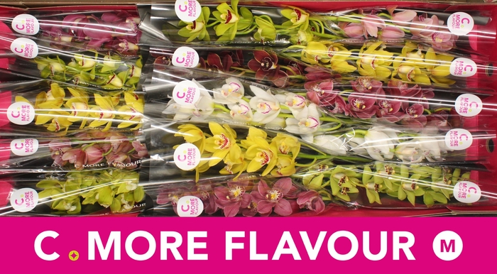 <h4>CYMB MI GEM</h4>