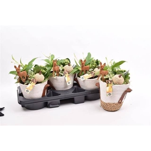 ARR TUINPLANTEN