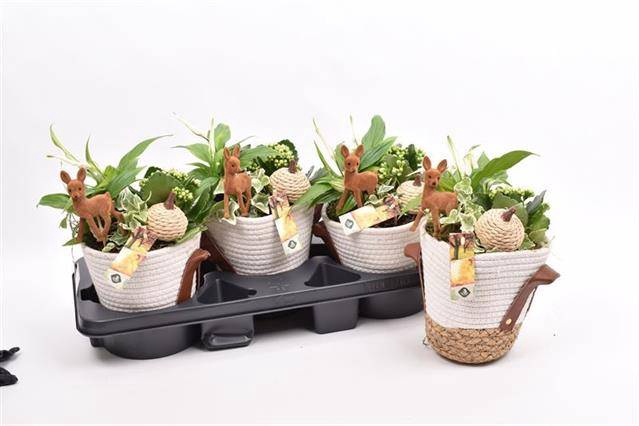 <h4>ARR TUINPLANTEN</h4>