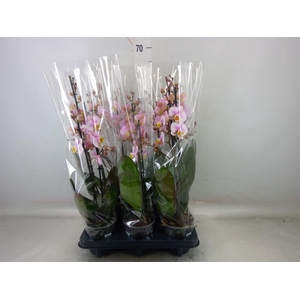 Phalaenopsis  'Corolla Beach'