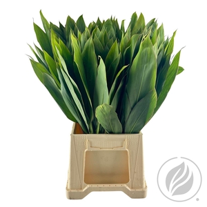 Cordyline Snow Queen 70 Cm