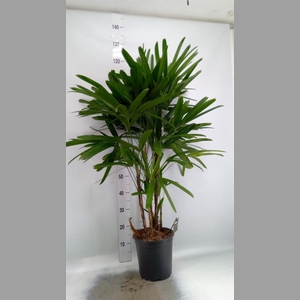 Rhapis excelsa