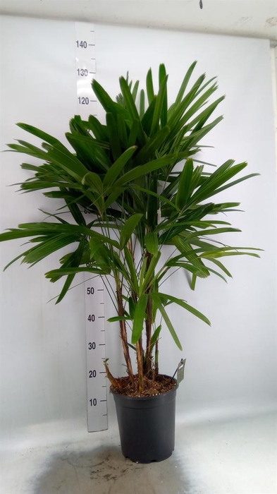 <h4>Rhapis excelsa</h4>