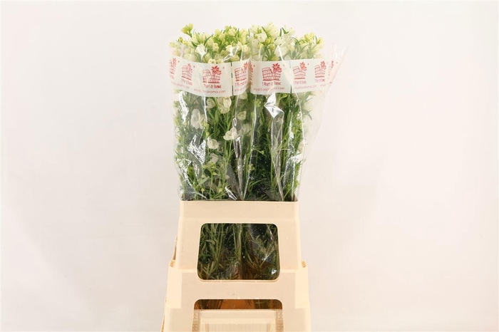 <h4>DELPH EN M SIL WHITE</h4>