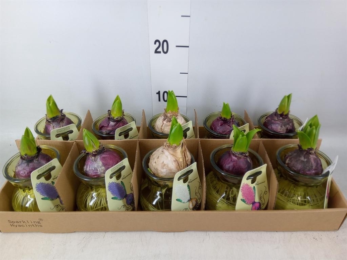 <h4>Planten  ..in schaal L%</h4>