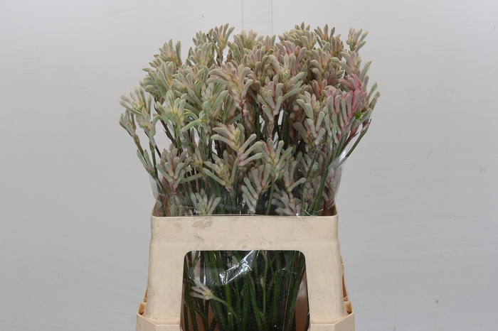 <h4>Anigozanthos Bush Diamond</h4>