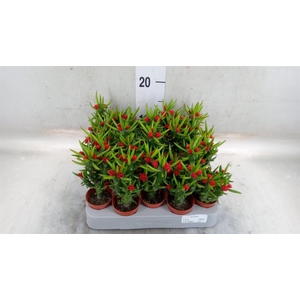 Austrocylindropuntia subulata