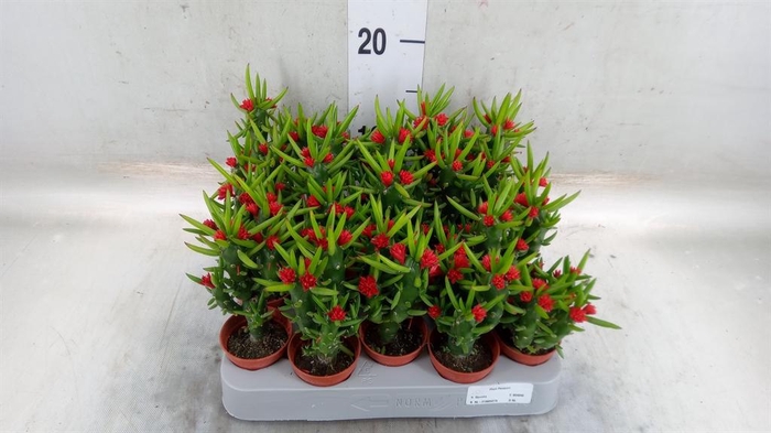 <h4>Austrocylindropuntia subulata</h4>