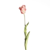 AF Tulip Parrot L60cm Pink