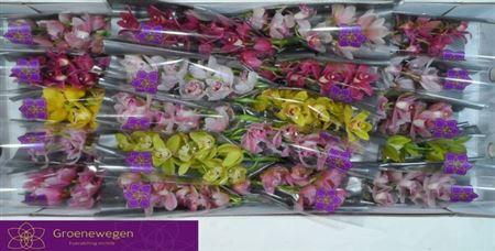 <h4>Cymb Mi Gem</h4>