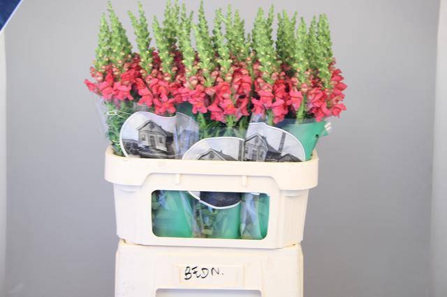 <h4>ANTIR POTO CHER ROSE</h4>