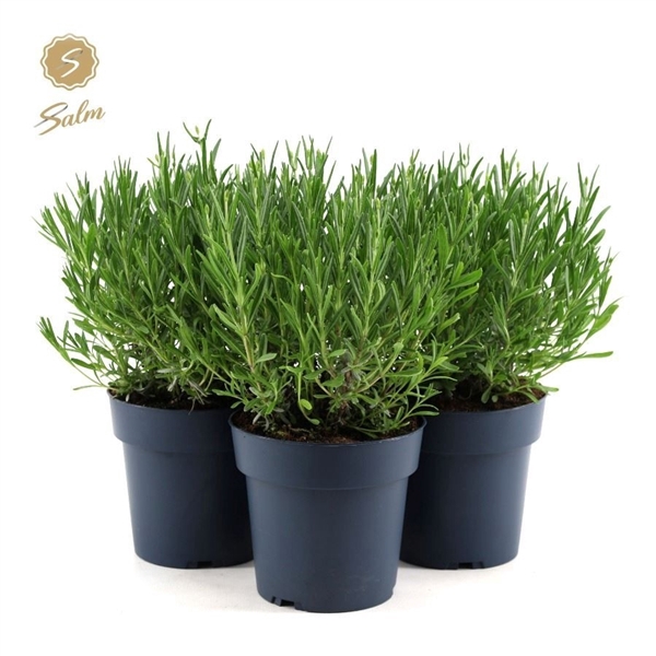 <h4>Lavandula ang. 'Felice Premium Provence'® P15</h4>