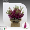 Matthiola Iron Rose