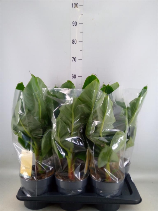 <h4>Musa  'Tropicana'</h4>