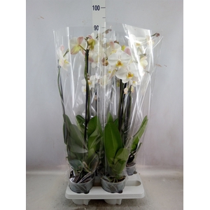 Phalaenopsis   ...white