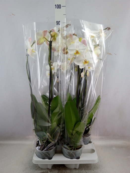 <h4>Phalaenopsis   ...white</h4>