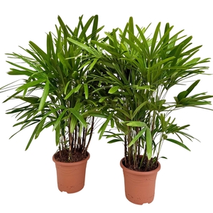 Rhapis excelsa