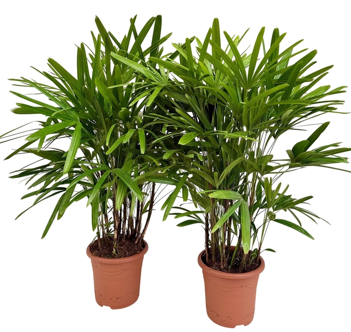 <h4>Rhapis excelsa</h4>