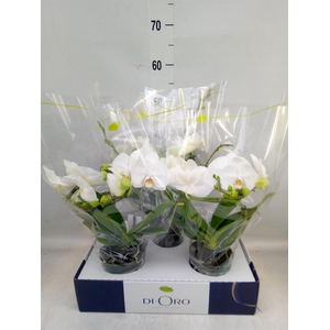 Phalaenopsis   ...white