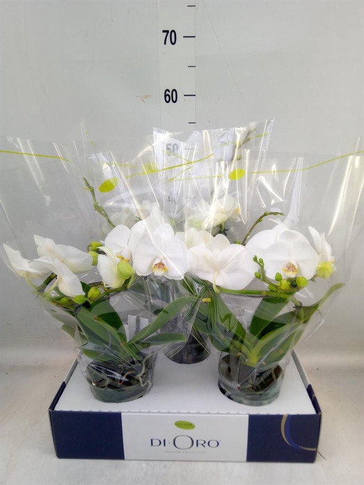 <h4>Phalaenopsis ...white</h4>