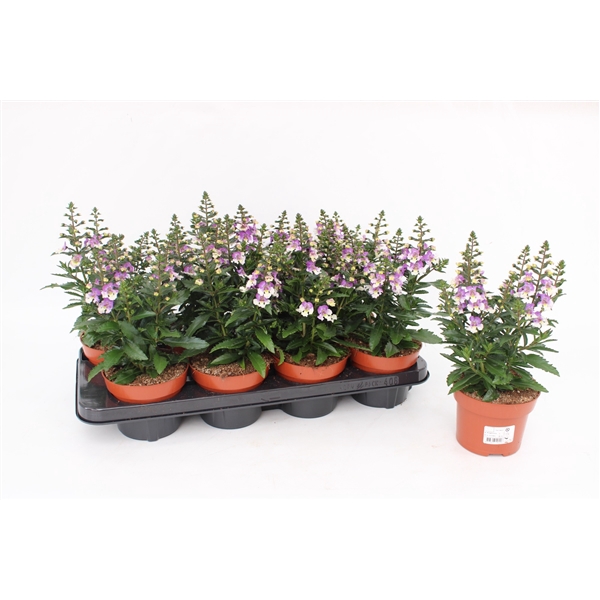 <h4>Angelonia Angelmist Lavender Bicolor</h4>