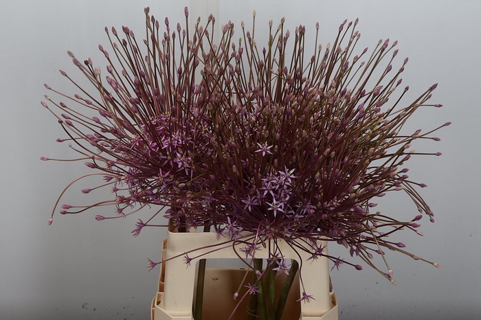 <h4>Allium Schubertii</h4>