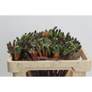 Anigozanthos Royal Cheer