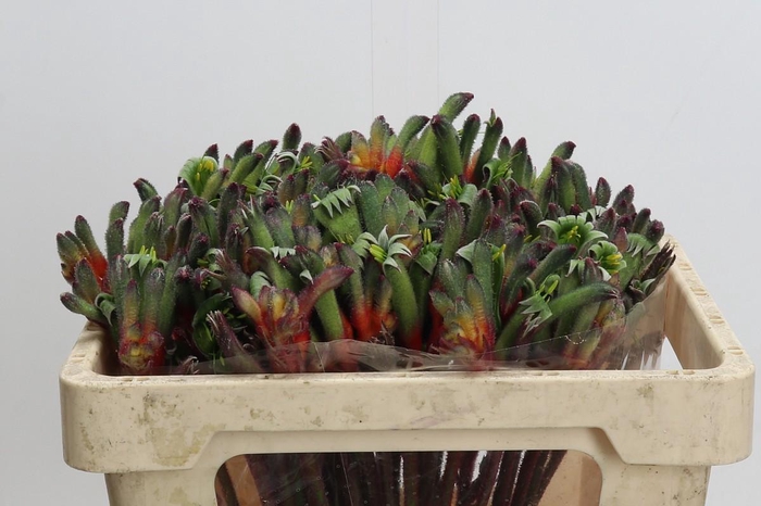 <h4>Anigozanthos Royal Cheer</h4>