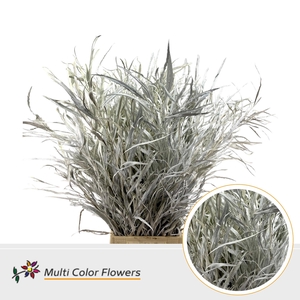 Grevillea Wit