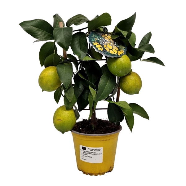 <h4>Citrus Lemon Meyeri Grafted Trellis</h4>