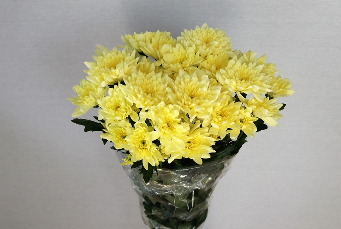 <h4>CHR T BALTICA CREAM</h4>